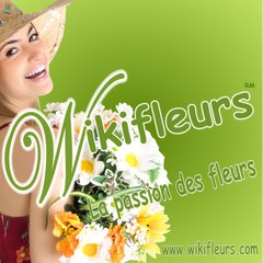 Acf Rose Rouge Wikifleurs