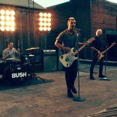 Bush