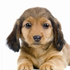 TalkingDogVideo