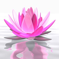fiori di consapevolezza