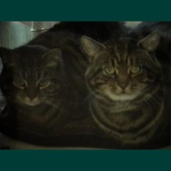 nekodomo