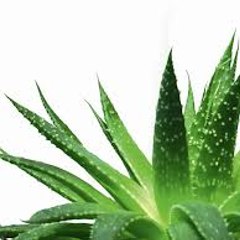 Aloe et Compagnie