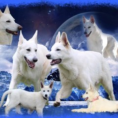 Chiens Collines Blanches