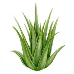 AloeVera.Com.Tr