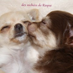 emychihuahua