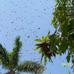 Bee Removal Ft. Lauderdale Florida