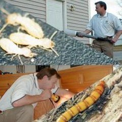 Termite Exterminator Orange County