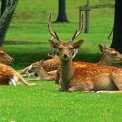 narauploader 奈良アップローダー