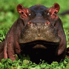 begemotya
