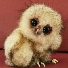 ropoko
