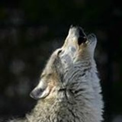 Lelu Ferreira Antunes