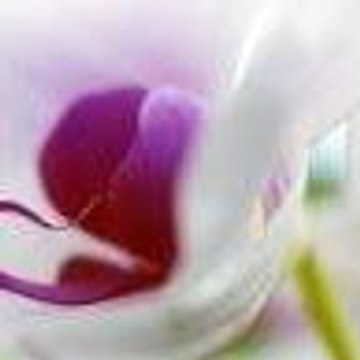 petitefleur17650