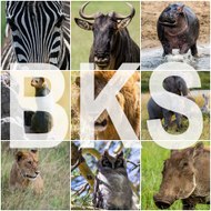 Vladimir Pcholkin, BeekeeperStories