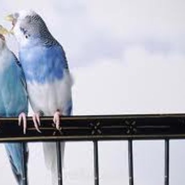 Ayakashighostguildroot