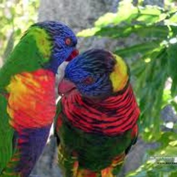 Goodgamegangstercool