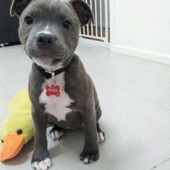 Албена Вулева