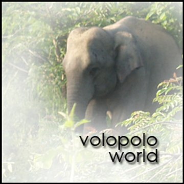 volopolo world