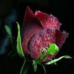 Hamid Rizvi