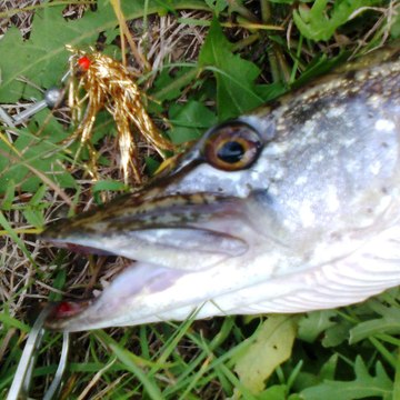 HIMARA Fishing