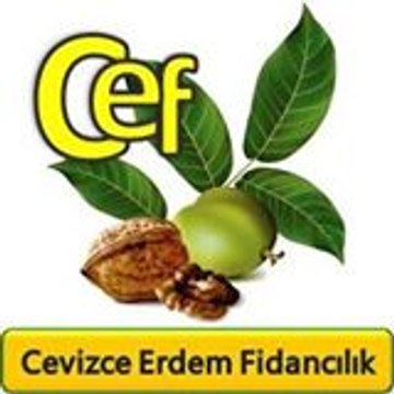 Chandler Ceviz Fidanı