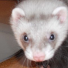 Ferrets4ever
