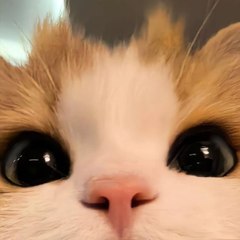 Pui Puis