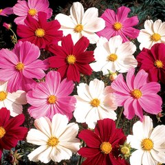 bobigarden