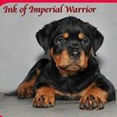 Domingues Rott