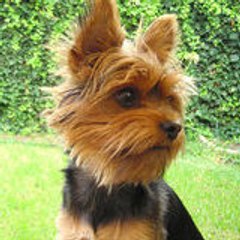 elperrobuffy