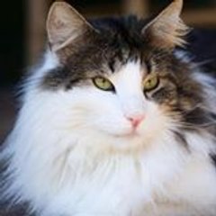 Taur Fangorn Norsk Skogkatt