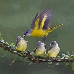 bird Love