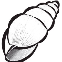 La Zébrine