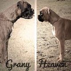 DES SONGES DE ROXENOR