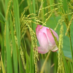 Tân Cổ Giao Duyên