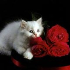 Usama Mustafa