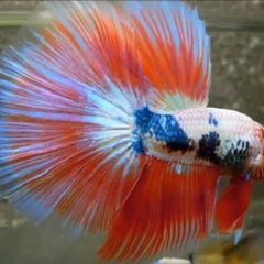 Tropical Aquarium