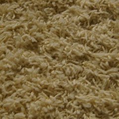 The Carpets (official)
