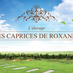 Lescapricesderoxanne