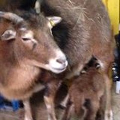 Cazare ieftina la Pensiunea Forest Mirage