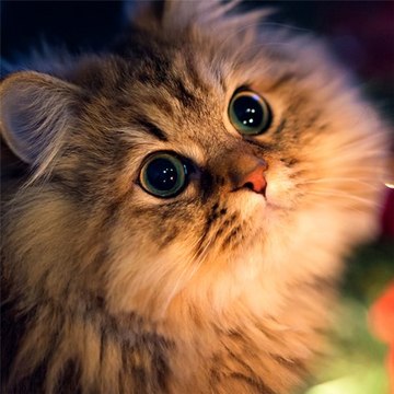 ms catsdontwearpants