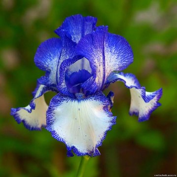 iris