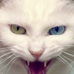 buta yamamoto