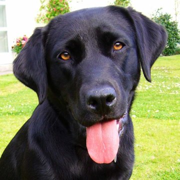 Labradorinfo92