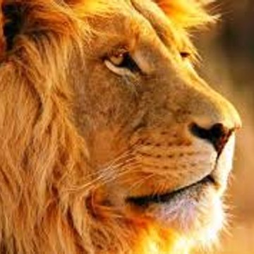 MuslimLion