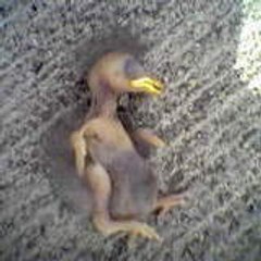 Jean Pigeon