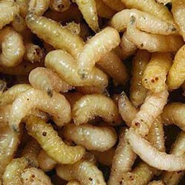 manasticot