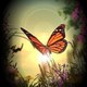 shahkenil72