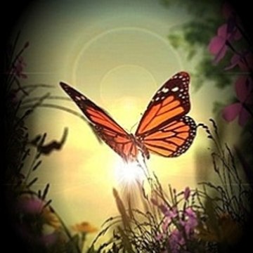 shahkenil72