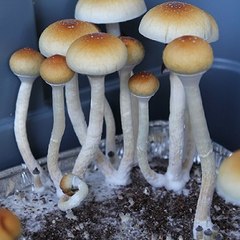 Magic Mushroom Mastery