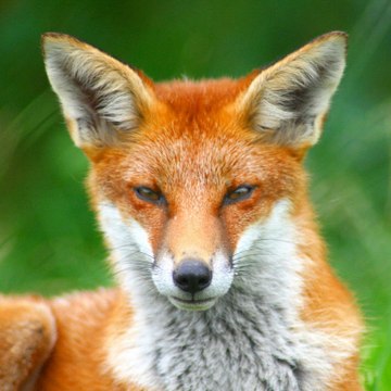 Животные приколы